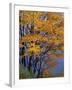 Sugar Maple, Adirondack Park, New York, USA-Charles Gurche-Framed Photographic Print