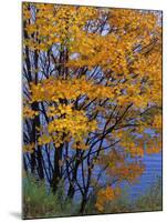 Sugar Maple, Adirondack Park, New York, USA-Charles Gurche-Mounted Photographic Print