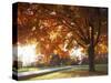 Sugar Maple, Fleming Park, Jackson County, Missouri, USA-Charles Gurche-Stretched Canvas