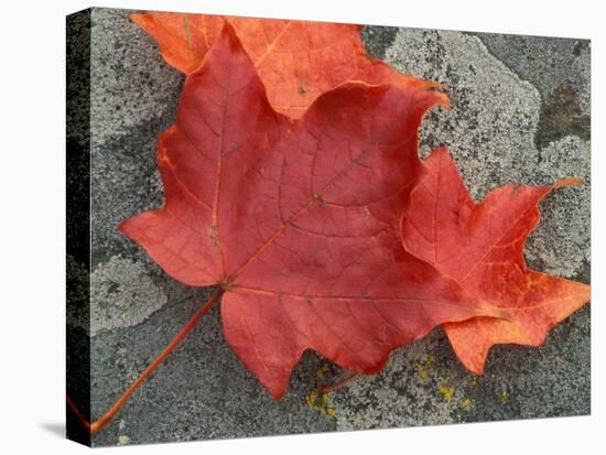 Sugar Maple Foliage in Fall, Rye, New Hampshire, USA-Jerry & Marcy Monkman-Stretched Canvas
