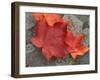 Sugar Maple Foliage in Fall, Rye, New Hampshire, USA-Jerry & Marcy Monkman-Framed Premium Photographic Print