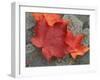 Sugar Maple Foliage in Fall, Rye, New Hampshire, USA-Jerry & Marcy Monkman-Framed Premium Photographic Print