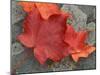 Sugar Maple Foliage in Fall, Rye, New Hampshire, USA-Jerry & Marcy Monkman-Mounted Premium Photographic Print