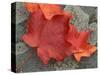 Sugar Maple Foliage in Fall, Rye, New Hampshire, USA-Jerry & Marcy Monkman-Stretched Canvas