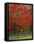 Sugar Maple in Autumn, Twin Ponds Farm, West River Valley, Vermont, USA-Scott T^ Smith-Framed Stretched Canvas