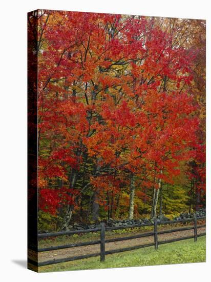 Sugar Maple in Autumn, Twin Ponds Farm, West River Valley, Vermont, USA-Scott T^ Smith-Stretched Canvas