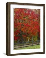 Sugar Maple in Autumn, Twin Ponds Farm, West River Valley, Vermont, USA-Scott T^ Smith-Framed Photographic Print