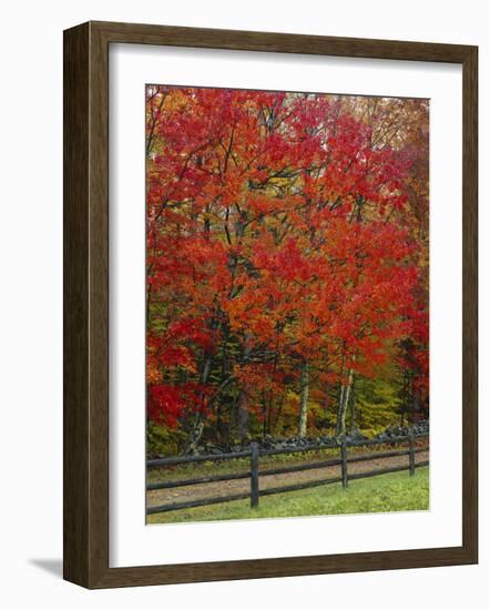 Sugar Maple in Autumn, Twin Ponds Farm, West River Valley, Vermont, USA-Scott T^ Smith-Framed Photographic Print