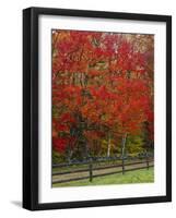 Sugar Maple in Autumn, Twin Ponds Farm, West River Valley, Vermont, USA-Scott T^ Smith-Framed Photographic Print