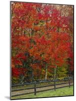 Sugar Maple in Autumn, Twin Ponds Farm, West River Valley, Vermont, USA-Scott T^ Smith-Mounted Photographic Print