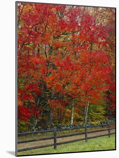 Sugar Maple in Autumn, Twin Ponds Farm, West River Valley, Vermont, USA-Scott T^ Smith-Mounted Photographic Print