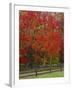 Sugar Maple in Autumn, Twin Ponds Farm, West River Valley, Vermont, USA-Scott T^ Smith-Framed Photographic Print