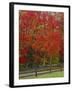 Sugar Maple in Autumn, Twin Ponds Farm, West River Valley, Vermont, USA-Scott T^ Smith-Framed Photographic Print