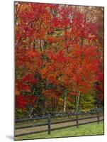 Sugar Maple in Autumn, Twin Ponds Farm, West River Valley, Vermont, USA-Scott T^ Smith-Mounted Photographic Print