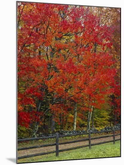 Sugar Maple in Autumn, Twin Ponds Farm, West River Valley, Vermont, USA-Scott T^ Smith-Mounted Photographic Print