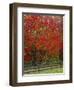 Sugar Maple in Autumn, Twin Ponds Farm, West River Valley, Vermont, USA-Scott T^ Smith-Framed Photographic Print