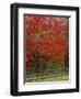 Sugar Maple in Autumn, Twin Ponds Farm, West River Valley, Vermont, USA-Scott T^ Smith-Framed Photographic Print