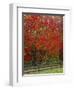 Sugar Maple in Autumn, Twin Ponds Farm, West River Valley, Vermont, USA-Scott T^ Smith-Framed Photographic Print