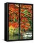 Sugar Maple in Autumn-James Randklev-Framed Stretched Canvas