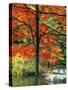 Sugar Maple in Autumn-James Randklev-Stretched Canvas