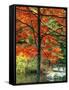 Sugar Maple in Autumn-James Randklev-Framed Stretched Canvas