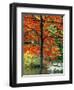 Sugar Maple in Autumn-James Randklev-Framed Premium Photographic Print