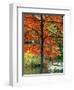 Sugar Maple in Autumn-James Randklev-Framed Premium Photographic Print