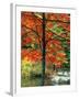 Sugar Maple in Autumn-James Randklev-Framed Photographic Print