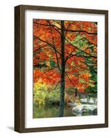 Sugar Maple in Autumn-James Randklev-Framed Photographic Print