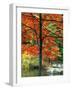 Sugar Maple in Autumn-James Randklev-Framed Photographic Print