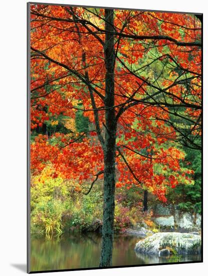 Sugar Maple in Autumn-James Randklev-Mounted Photographic Print