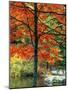Sugar Maple in Autumn-James Randklev-Mounted Photographic Print