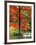 Sugar Maple in Autumn-James Randklev-Framed Photographic Print