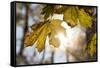 Sugar Maple in Fall, Near Freeport, Maine-Rob Sheppard-Framed Stretched Canvas