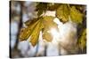 Sugar Maple in Fall, Near Freeport, Maine-Rob Sheppard-Stretched Canvas