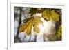 Sugar Maple in Fall, Near Freeport, Maine-Rob Sheppard-Framed Photographic Print