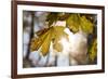 Sugar Maple in Fall, Near Freeport, Maine-Rob Sheppard-Framed Photographic Print