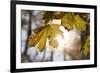 Sugar Maple in Fall, Near Freeport, Maine-Rob Sheppard-Framed Photographic Print