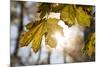 Sugar Maple in Fall, Near Freeport, Maine-Rob Sheppard-Mounted Photographic Print