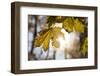 Sugar Maple in Fall, Near Freeport, Maine-Rob Sheppard-Framed Photographic Print