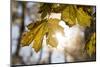 Sugar Maple in Fall, Near Freeport, Maine-Rob Sheppard-Mounted Photographic Print