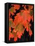 Sugar maple leaves in fall, Vermont, USA-Charles Sleicher-Framed Stretched Canvas