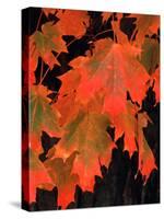 Sugar maple leaves in fall, Vermont, USA-Charles Sleicher-Stretched Canvas