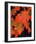 Sugar maple leaves in fall, Vermont, USA-Charles Sleicher-Framed Photographic Print