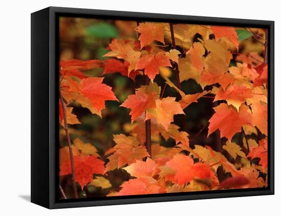 Sugar maple leaves in fall, Vermont, USA-Charles Sleicher-Framed Stretched Canvas