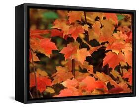 Sugar maple leaves in fall, Vermont, USA-Charles Sleicher-Framed Stretched Canvas