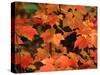 Sugar maple leaves in fall, Vermont, USA-Charles Sleicher-Stretched Canvas