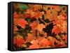 Sugar maple leaves in fall, Vermont, USA-Charles Sleicher-Framed Stretched Canvas