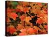 Sugar maple leaves in fall, Vermont, USA-Charles Sleicher-Stretched Canvas