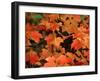 Sugar maple leaves in fall, Vermont, USA-Charles Sleicher-Framed Photographic Print